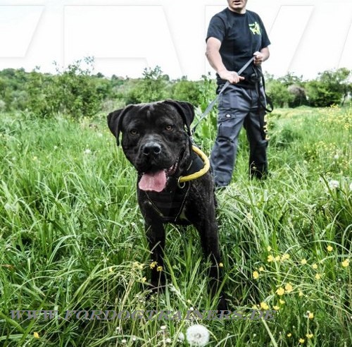 Wide Bandog nylon dog collar